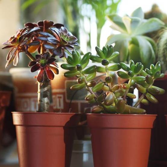 Gardenersdream - Lot de 20 succulentes d’intérieur en pot – Cadeau déco – GardenersDream - Image 2