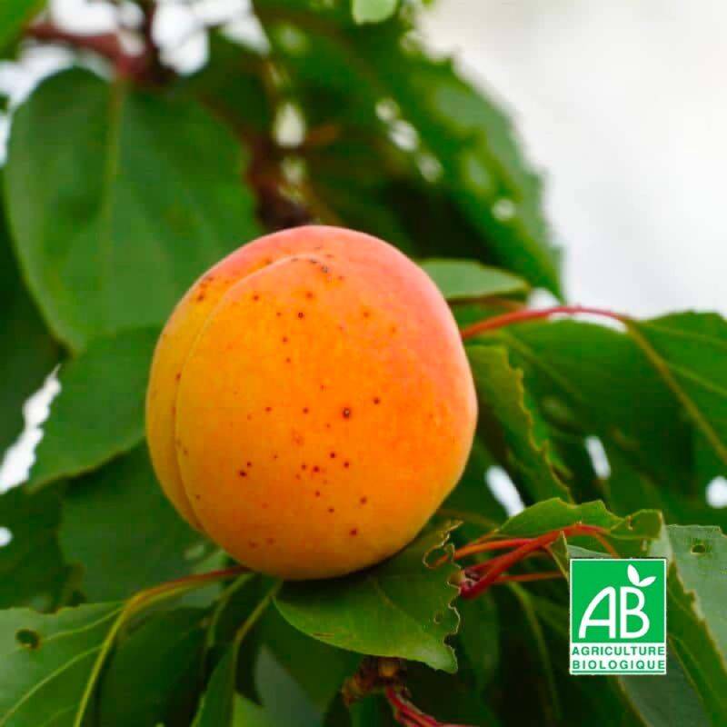 Abricotier 'Pêche de Nancy' BIO (Prunus armeniaca 'Pêche de Nancy') - Scion de 80 à 100cm - Pépinières Naudet - Imagen 1