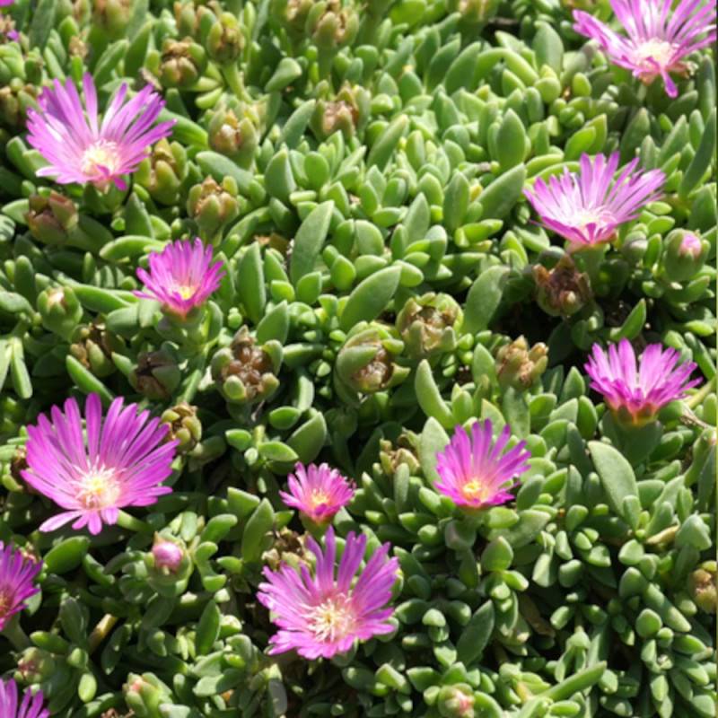 Delosperma ashtonii, Pourpier vivace à fleurs Rose/ - feuillage Persistant - Godet - 5/20 cm - Imagen 5
