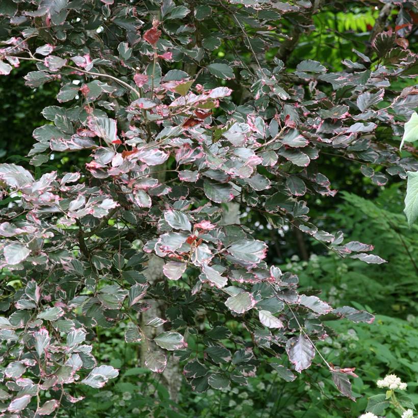 Promesse de Fleurs - Hêtre pourpre panaché - Fagus sylvatica Purpurea Tricolor Pot de 6L/7L - Image 1