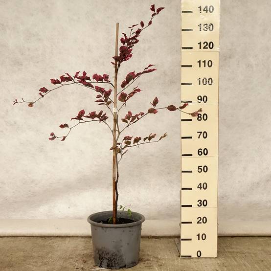 Promesse de Fleurs - Hêtre pourpre panaché - Fagus sylvatica Purpurea Tricolor Pot de 6L/7L - Image 2