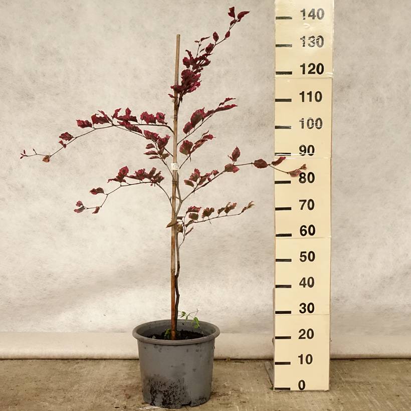 Promesse de Fleurs - Hêtre pourpre panaché - Fagus sylvatica Purpurea Tricolor Pot de 6L/7L - Image 2