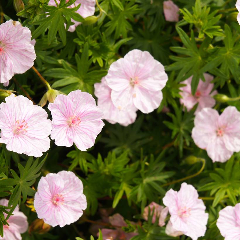 Graines de Géranium sanguin Vision Pink - Geranium sanguineum le sachet ...