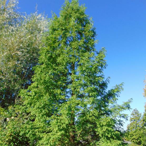 Promesse de Fleurs - Metasequoia glyptostroboides Pot de 18L/20L - Image 1