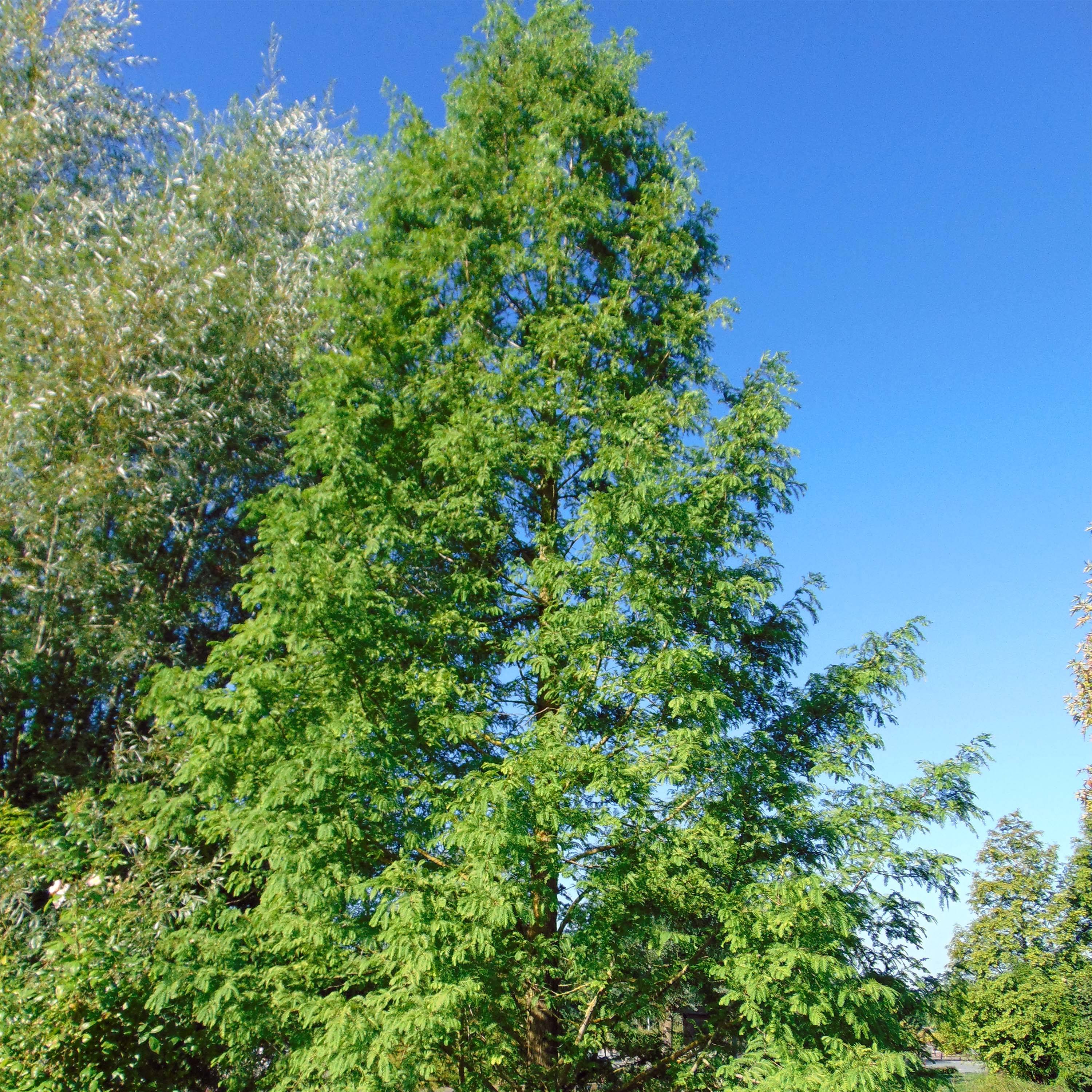 Promesse de Fleurs - Metasequoia glyptostroboides Pot de 18L/20L - Image 1
