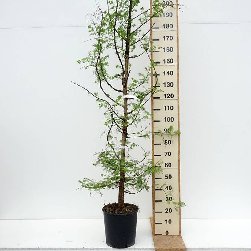 Promesse de Fleurs - Metasequoia glyptostroboides Pot de 18L/20L - Image 2