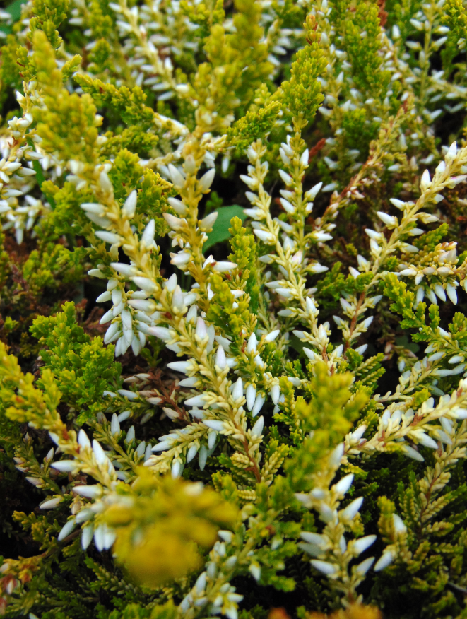 Promesse de Fleurs - Bruyère d'été - Calluna vulgaris Sandy Pot de 2L/3L