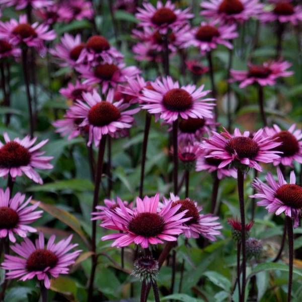 Echinacea Fatal Attraction - Echinacée Pot de 2L/3L
