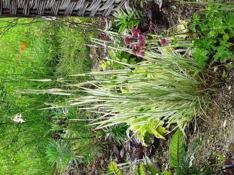 sonnenblumen saatgut 25 kg Sonnenblume 'ProCut® White Nite' Saatgut – Schnittblume