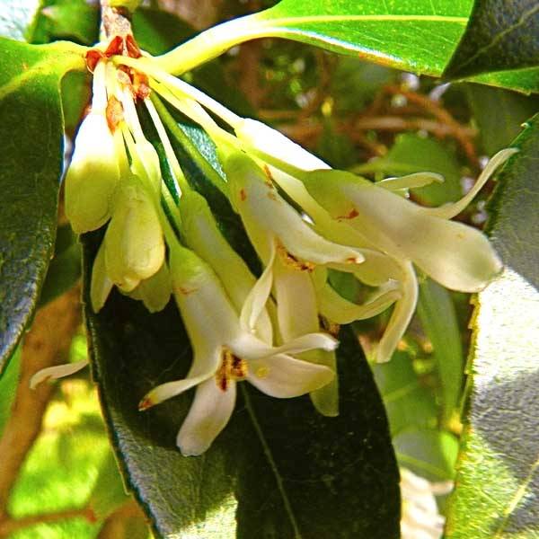 Osmanthus burkwoodii Pot de 2L/3L