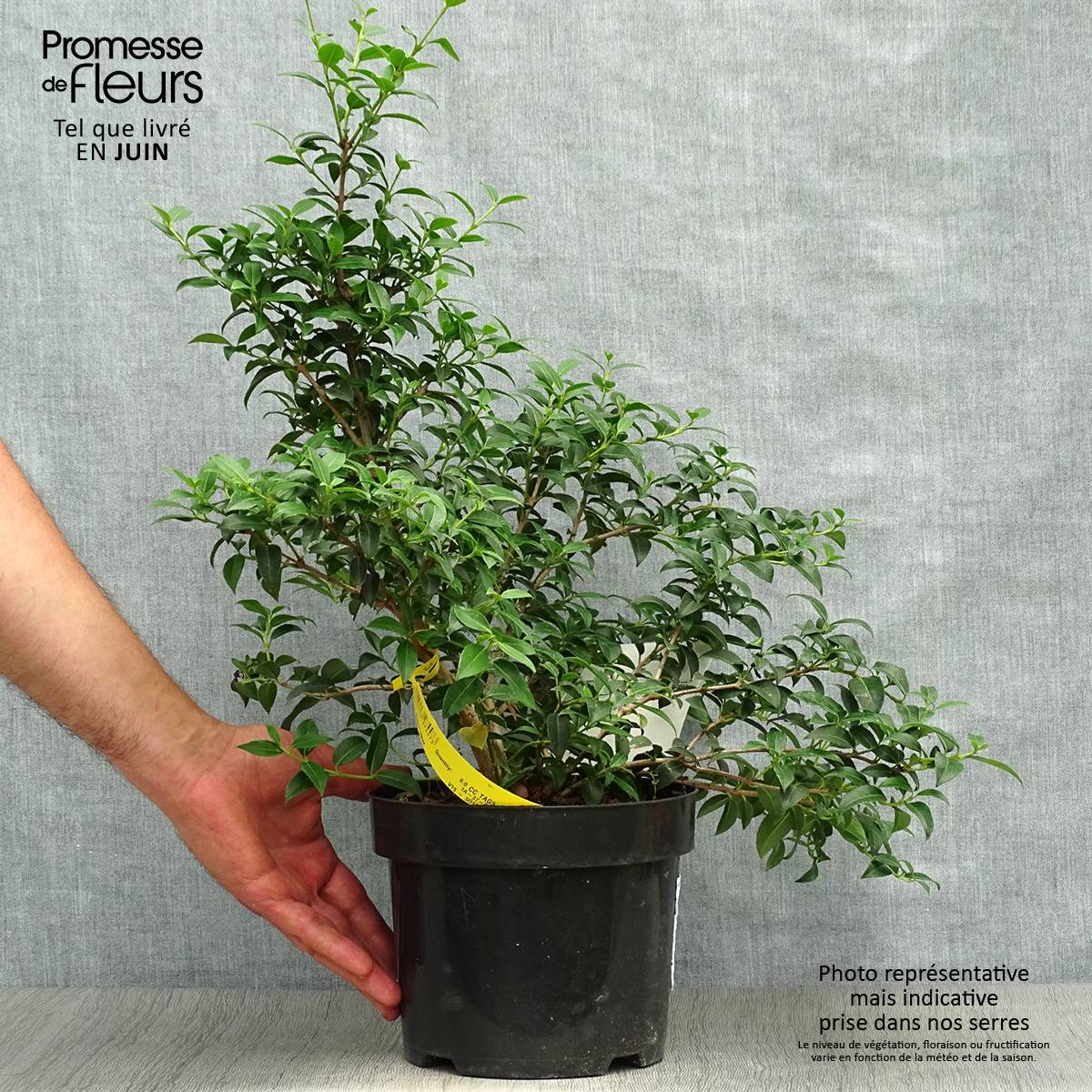 Osmanthus burkwoodii Pot de 2L/3L - Image 2