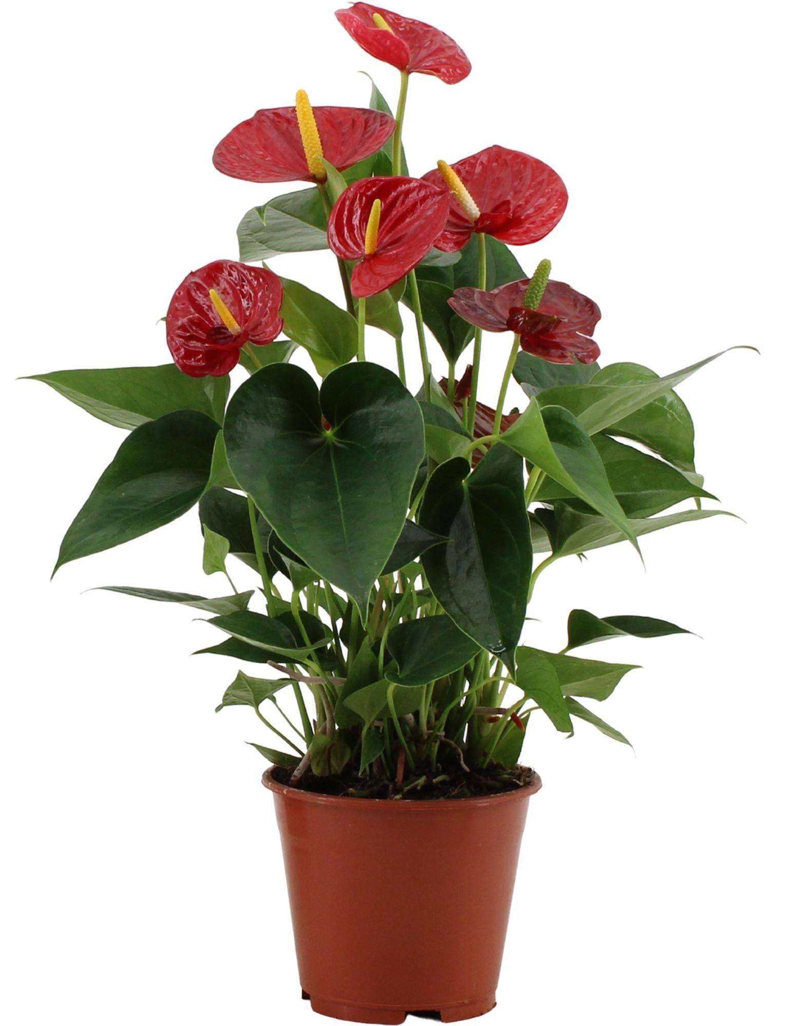 La Green Touch - Anthurium Success Rouge In Transparant Sleeve - D14 H43cm