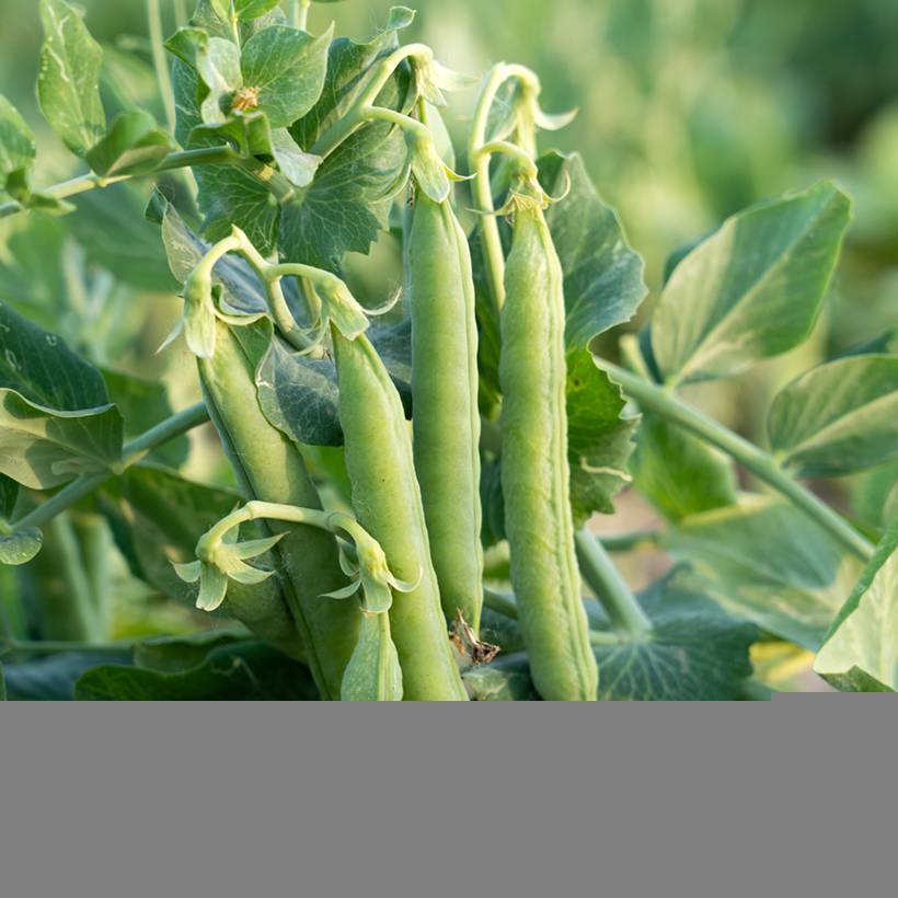 Promesse de Fleurs - Pois nain Kelmerveil  à grain ridé - Vilmorin pour une ligne de 20m