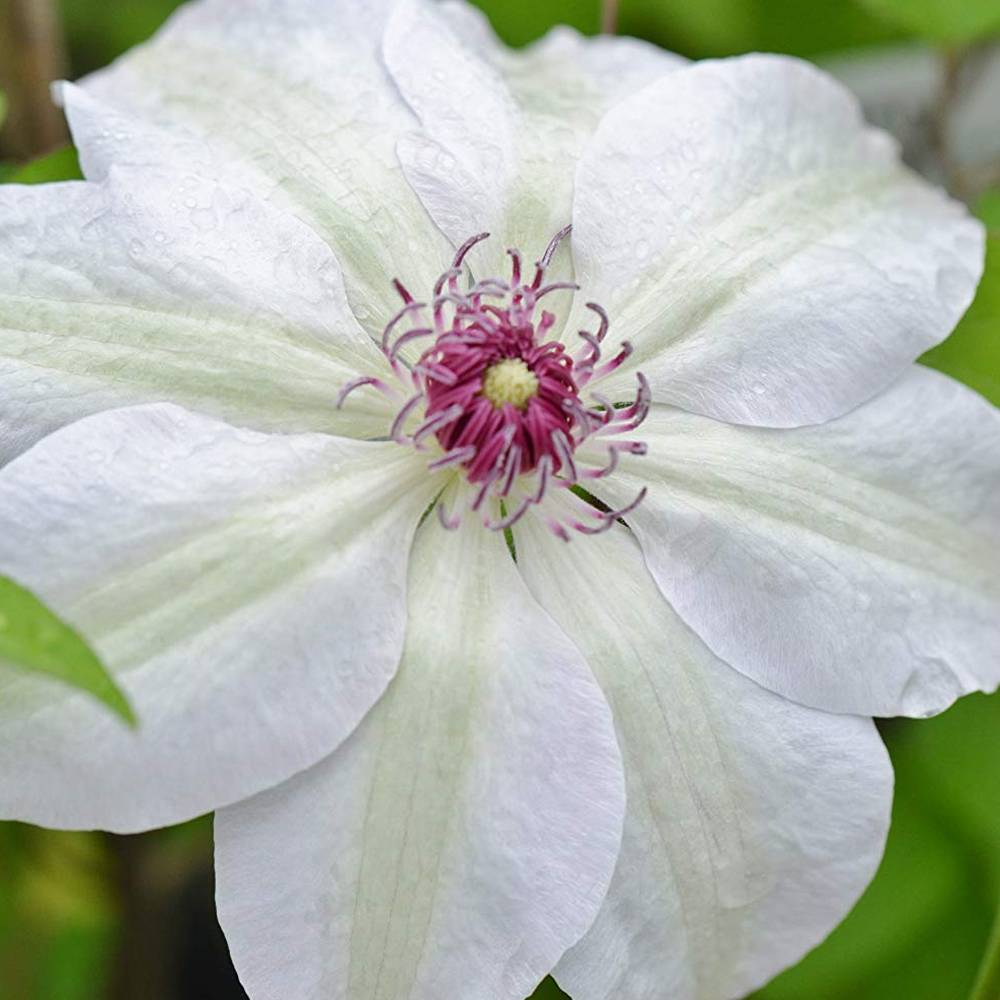 Gardenersdream - Clématite 'Mademoiselle Bateman' plante grimpante à fleurs compacte et rustique pot 9 cm - GardenersDream - Imagen 1