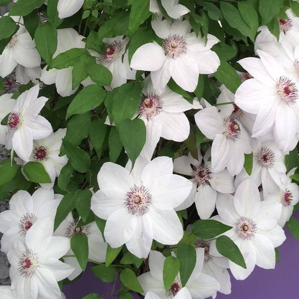 Gardenersdream - Clématite 'Mademoiselle Bateman' plante grimpante à fleurs compacte et rustique pot 9 cm - GardenersDream - Imagen 3