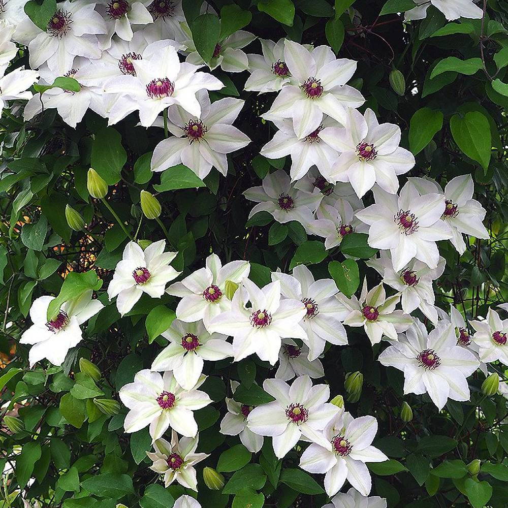 Gardenersdream - Clématite 'Mademoiselle Bateman' plante grimpante à fleurs compacte et rustique pot 9 cm - GardenersDream - Imagen 5