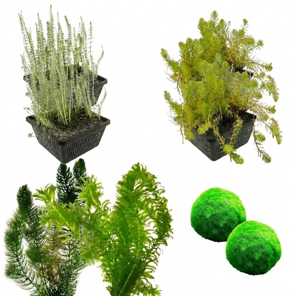 0 - Pack Plantes Oxygénantes 3.500-6.000L - Eau Claire - 30L - 108 Pièces