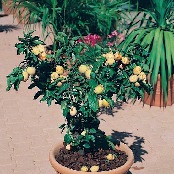 Promesse de Fleurs - Prunier nain Goldust Pot de 6L/7L, 1/4 de tige, Tige de 40 cm