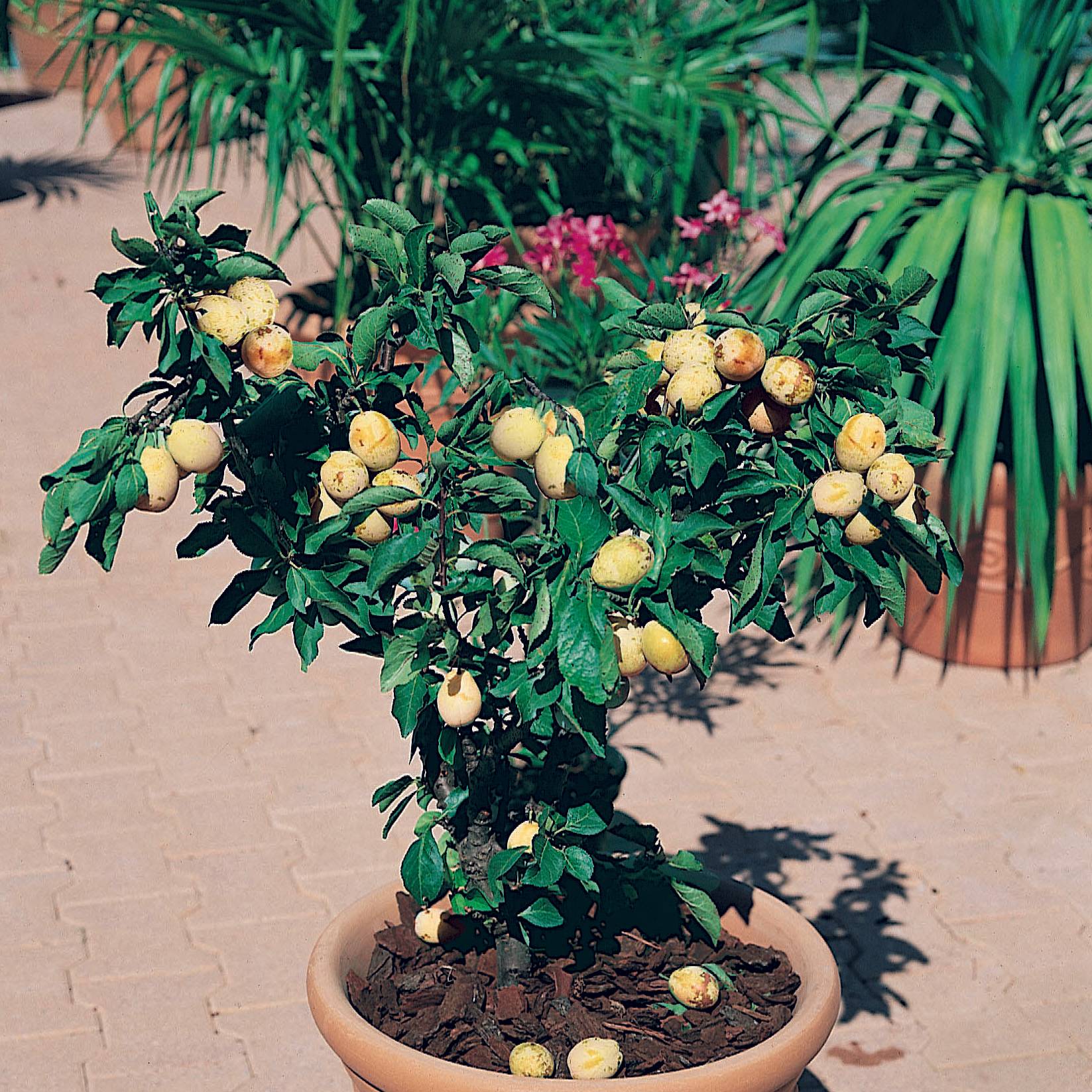 Promesse de Fleurs - Prunier nain Goldust Pot de 6L/7L, 1/4 de tige, Tige de 40 cm