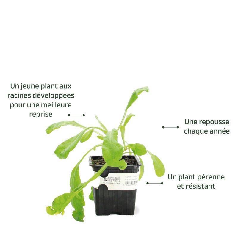 3 Corbeilles d'Or (Aurinia Saxatilis) - Lot de 3 vivaces - Pépinières Naudet - Image 3