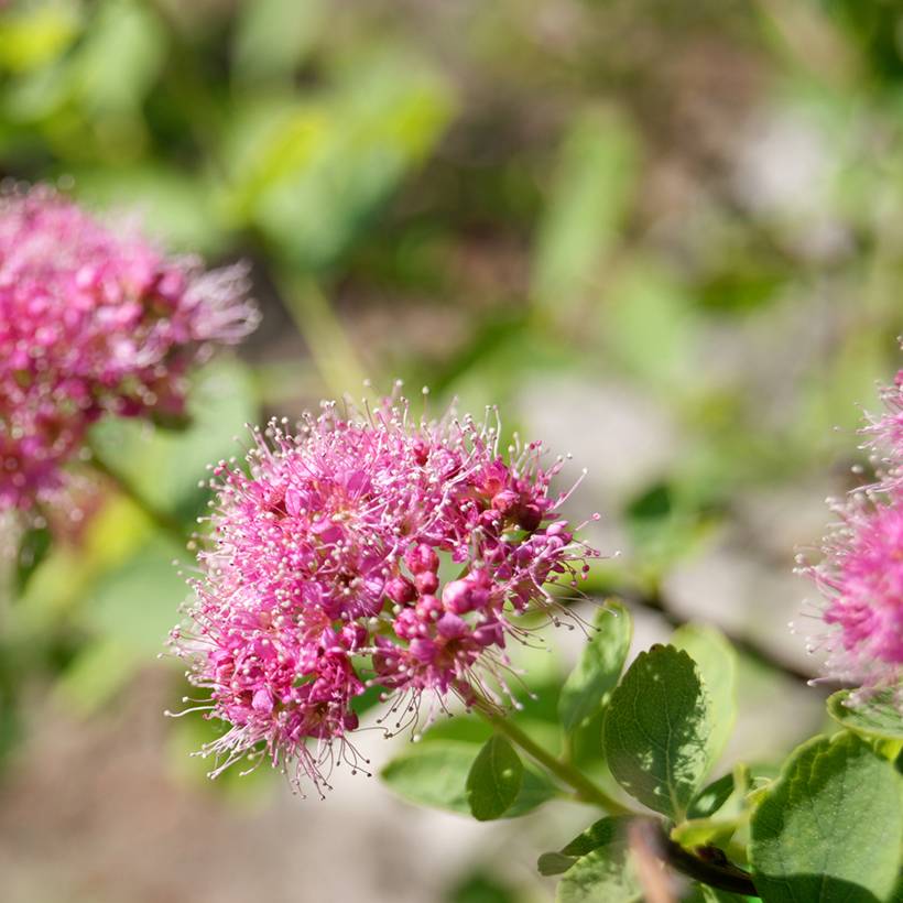 Promesse de Fleurs - Spiraea densiflora (= splendens) - Spirée à fleurs denses Godet de 8/9 cm