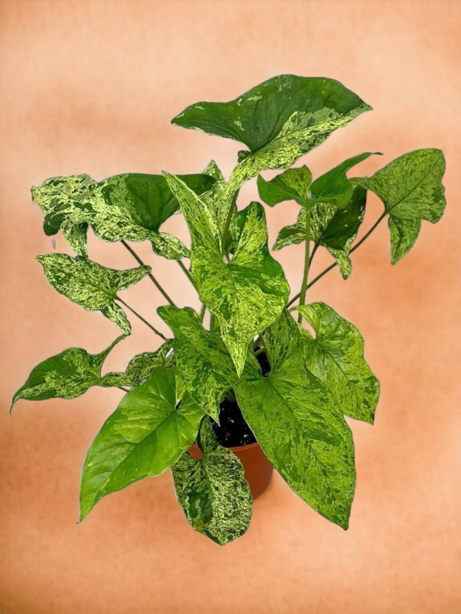 Syngonium Mottled- La Green Touch