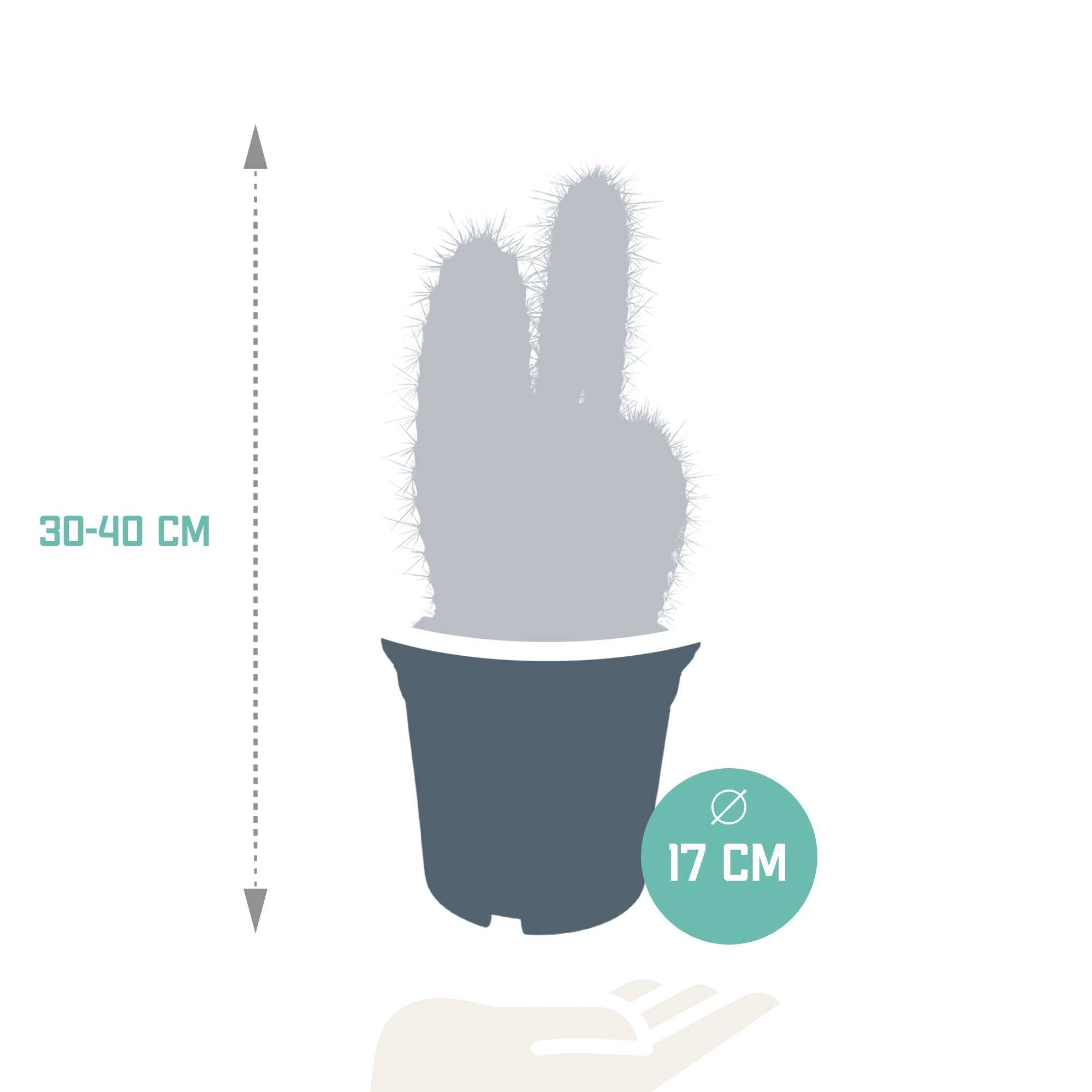 La Green Touch - Pilosocereus Azureus - cactus d'intérieur- La Green Touch - Image 2