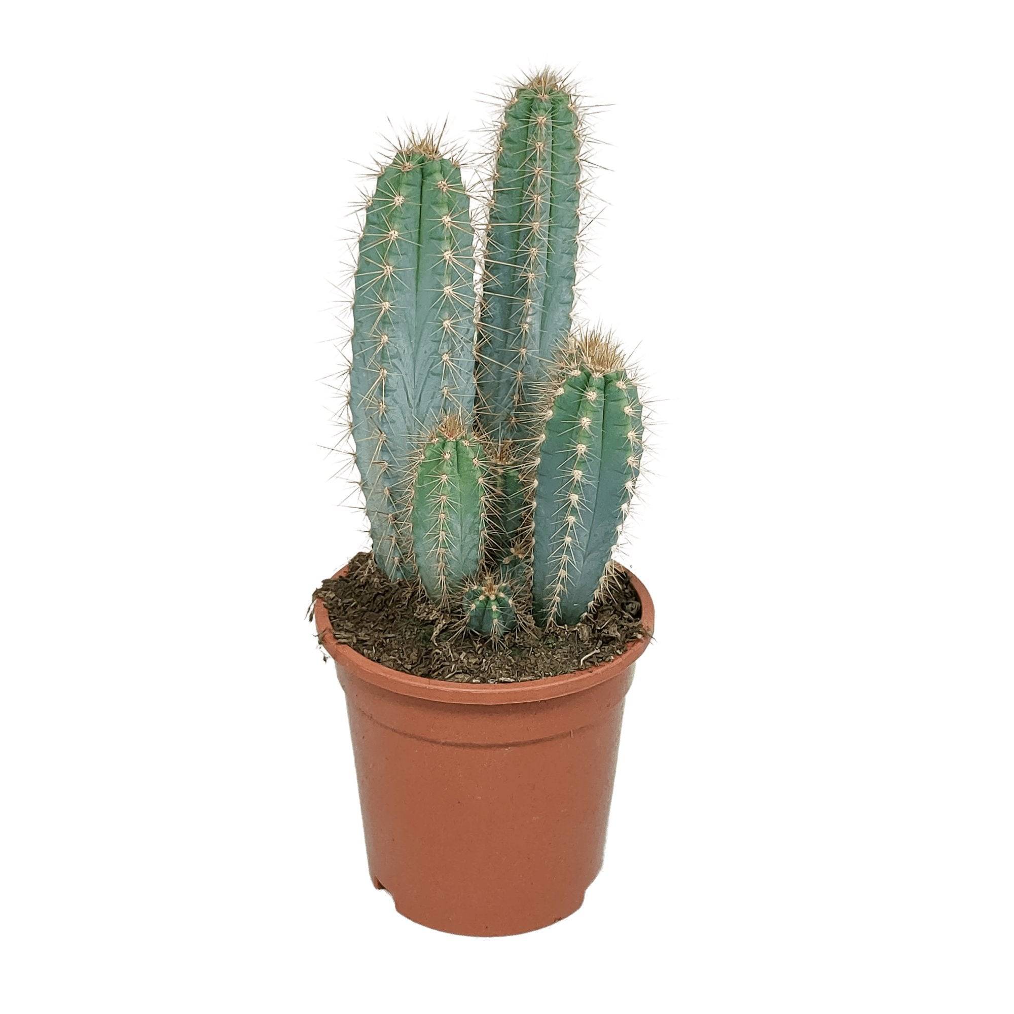 Pilosocereus Azureus - cactus d'intérieur- La Green Touch