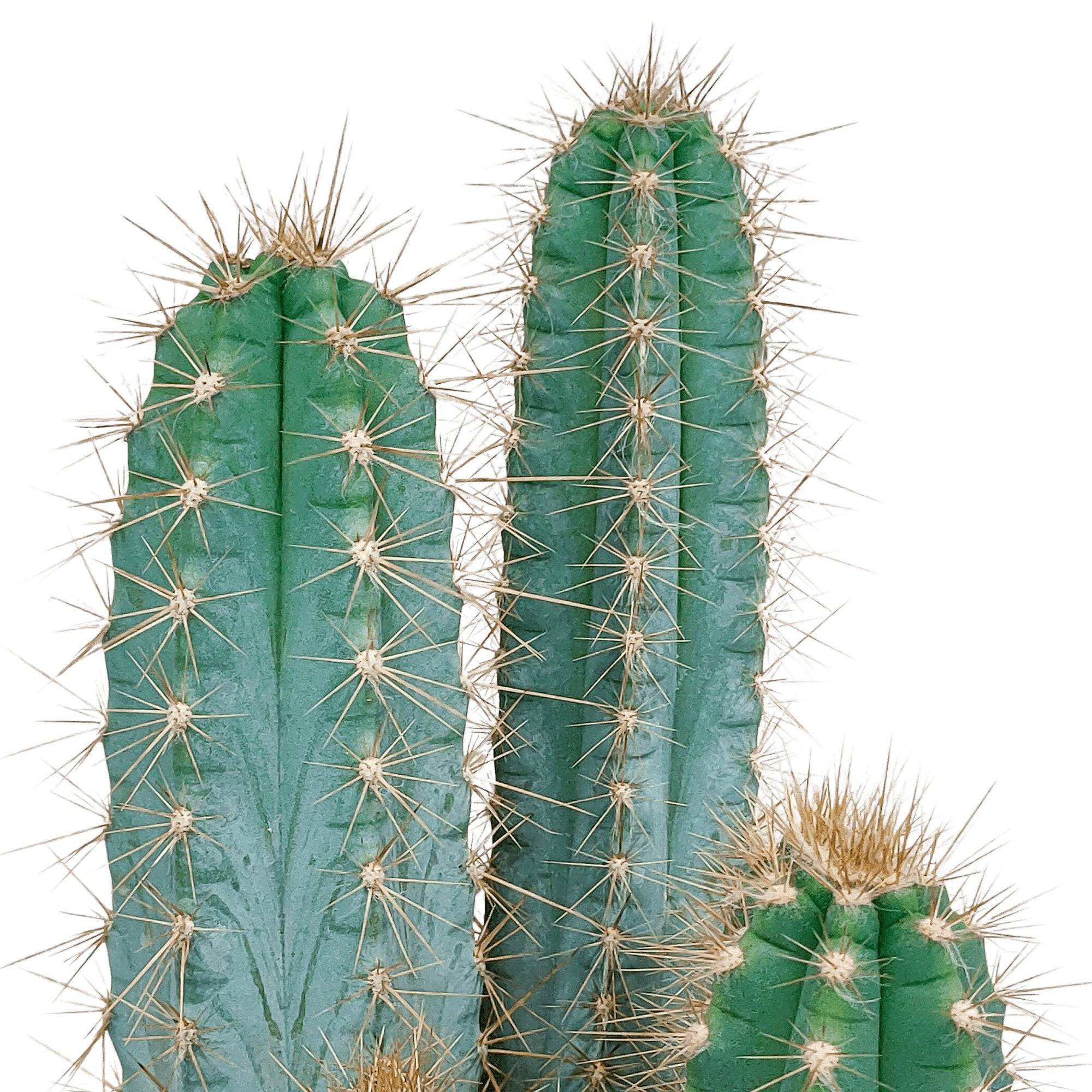 La Green Touch - Pilosocereus Azureus - cactus d'intérieur- La Green Touch - Image 4