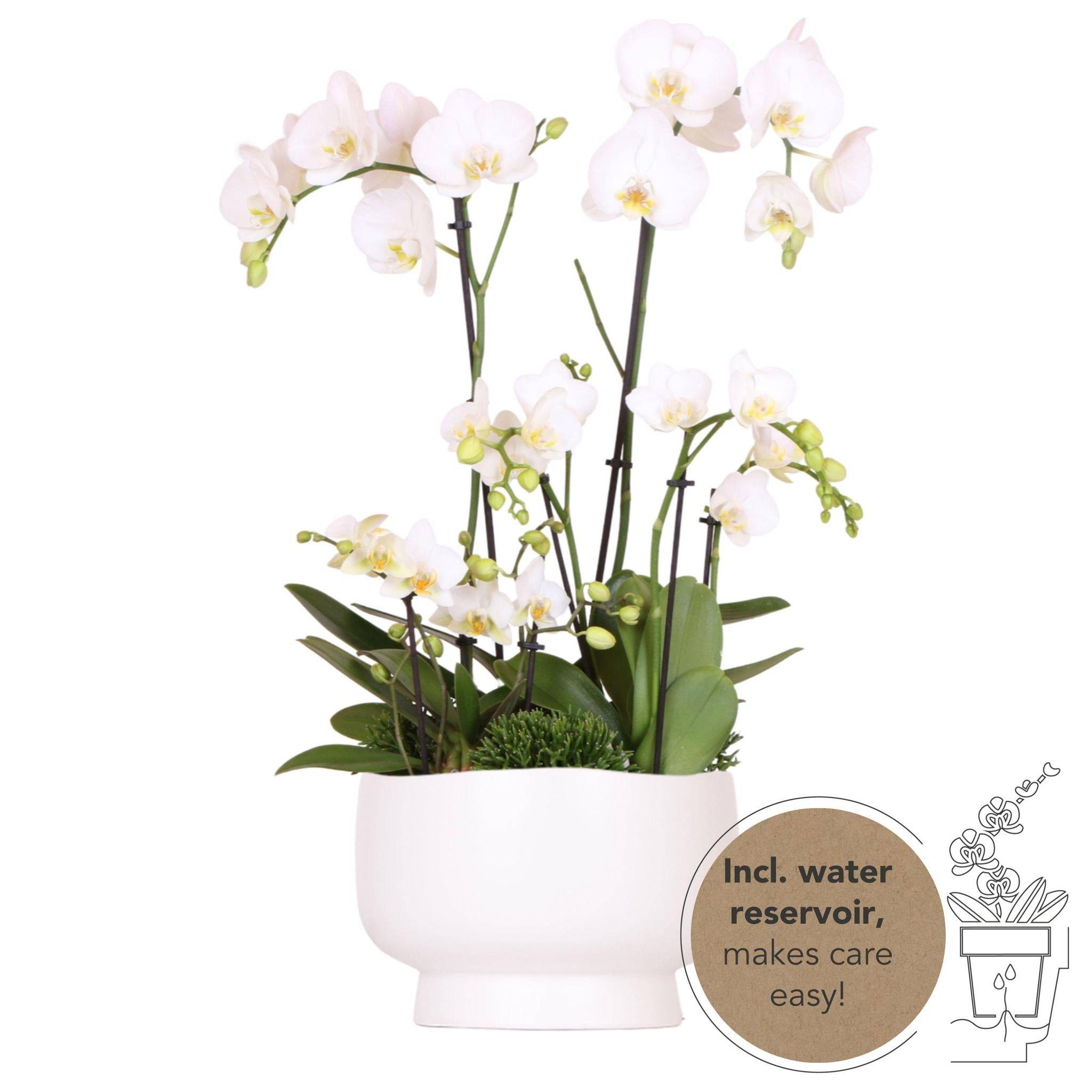 La Green Touch - Bouquet Orchidées et Rhipsalis en coupelle Scandic avec réservoir 55cm - Plante d'intérieur- La Green Touch - Imagen 1
