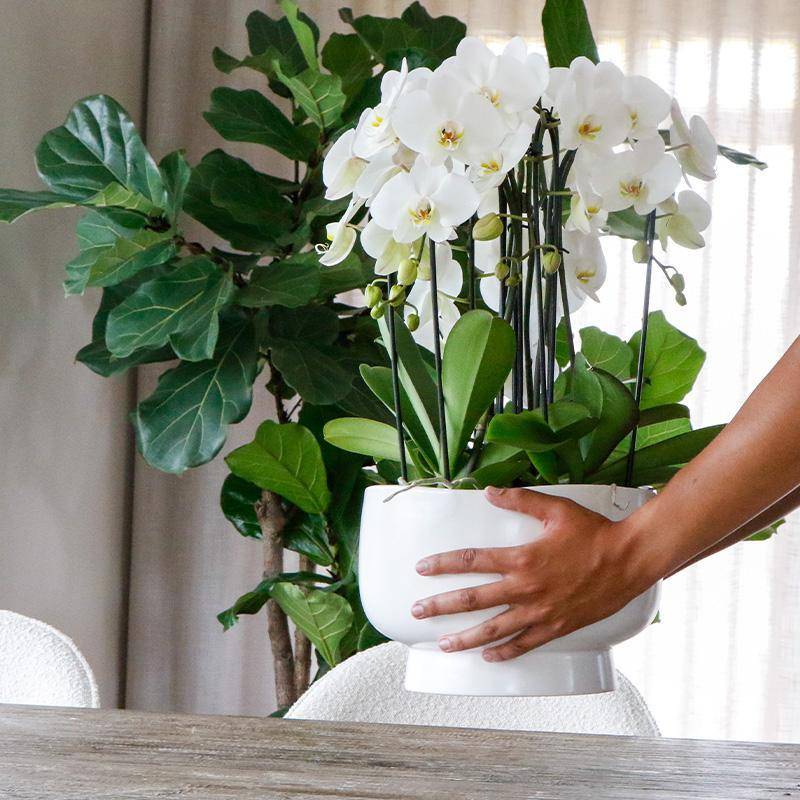 La Green Touch - Bouquet Orchidées et Rhipsalis en coupelle Scandic avec réservoir 55cm - Plante d'intérieur- La Green Touch - Imagen 3