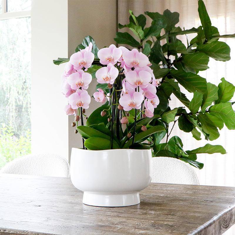 La Green Touch - Bouquet Orchidées et Rhipsalis en coupelle Scandic avec réservoir 55cm - Plante d'intérieur- La Green Touch - Imagen 4