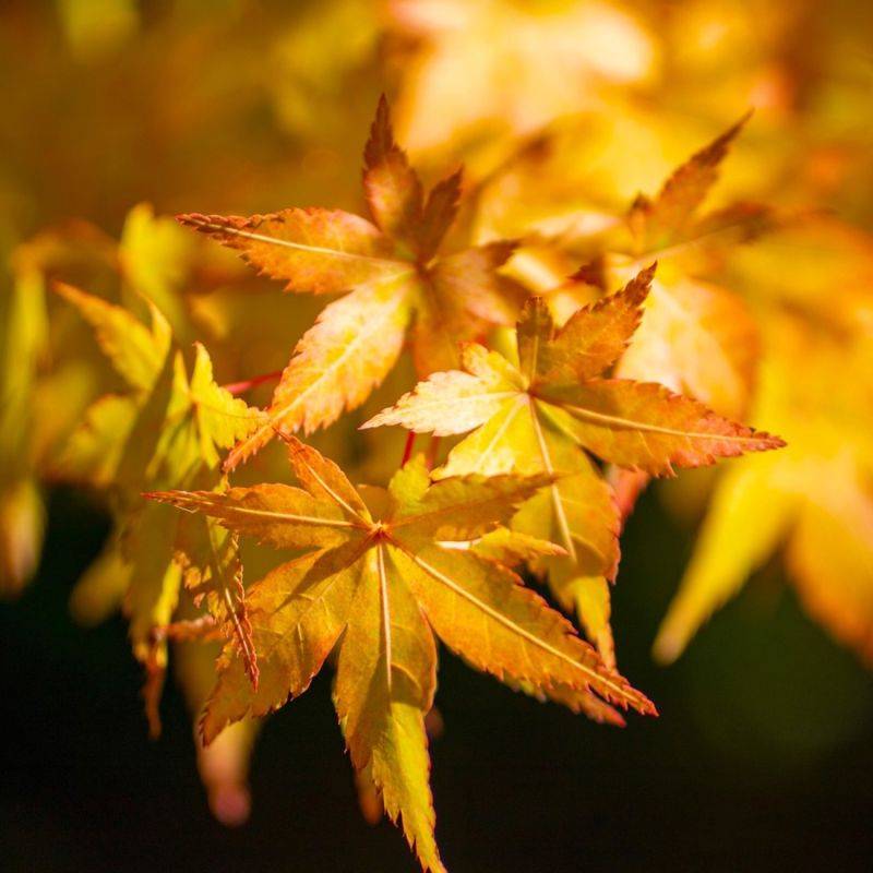 Érable du Japon 'Orange Dream' (Acer palmatum 'Orange Dream') - Godet 9cm - Pépinières Naudet - Imagen 1