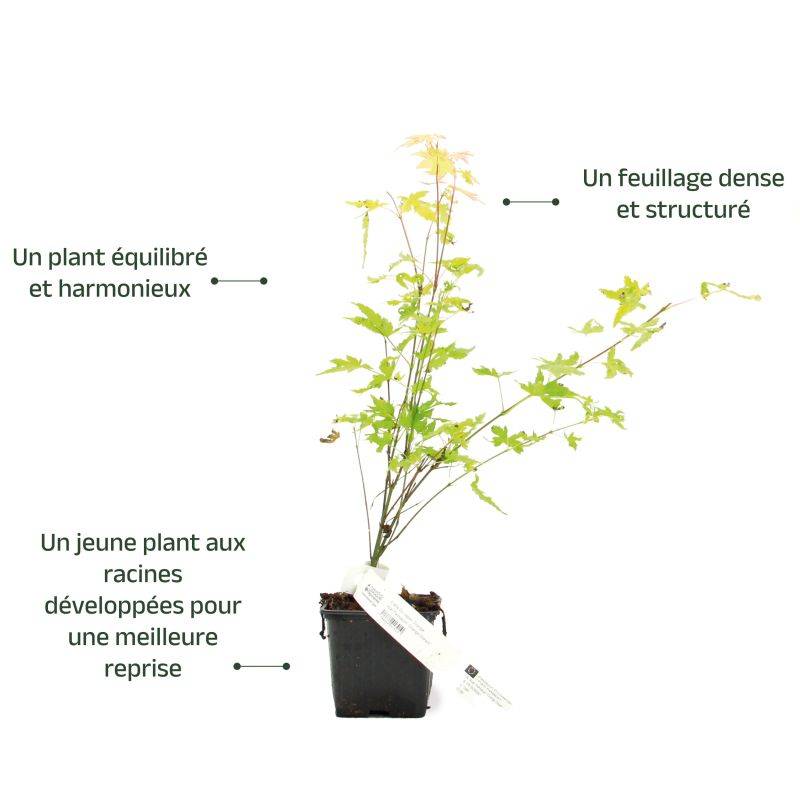 Érable du Japon 'Orange Dream' (Acer palmatum 'Orange Dream') - Godet 9cm - Pépinières Naudet - Imagen 3