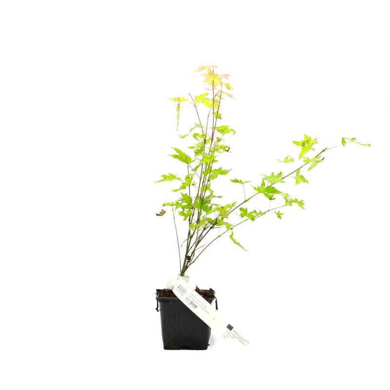 Érable du Japon 'Orange Dream' (Acer palmatum 'Orange Dream') - Godet 9cm - Pépinières Naudet - Imagen 2