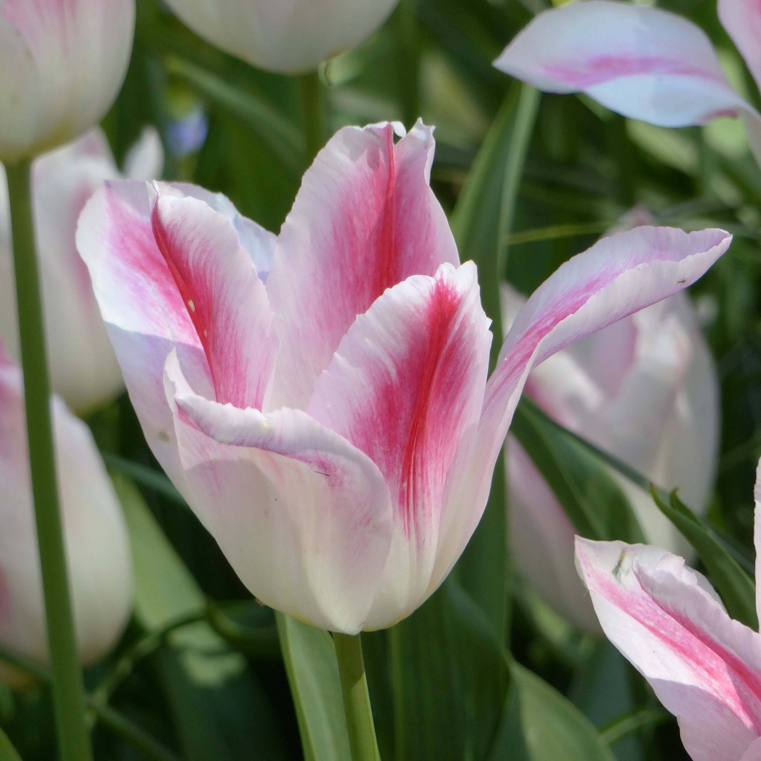 Promesse de Fleurs - Tulipe Fleur de Lis Hollande chic Bulbe calibre 11+ (par 10)