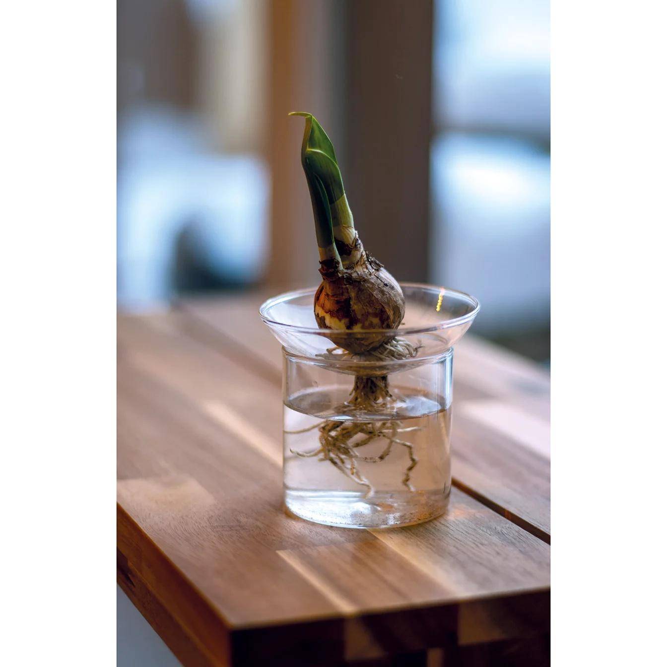 Vase de bouturage - taille S - Image 1