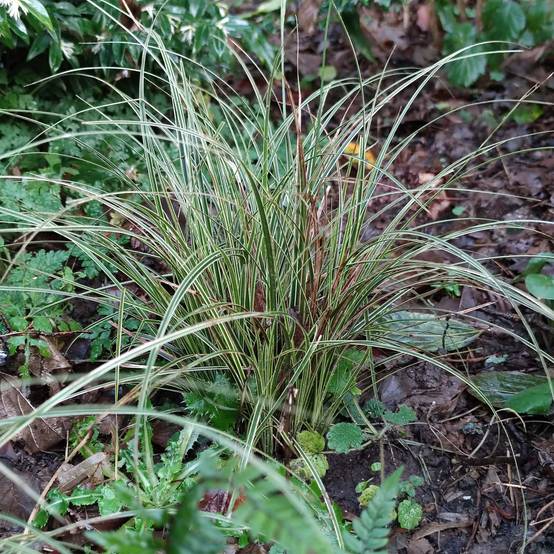 Carex brunnea Variegata - Laîche Godet de 8/9 cm
