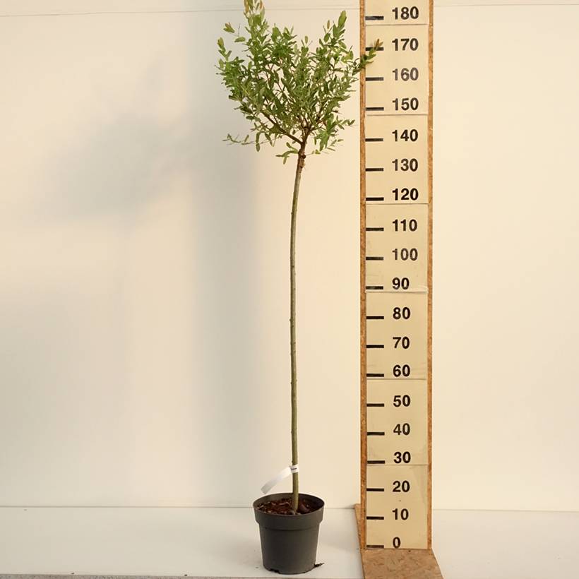 Promesse de Fleurs - Saule crevette - Salix integra Hakuro Nishiki Pot de 4L/5L, Tige, Tige de 80 cm - Image 2