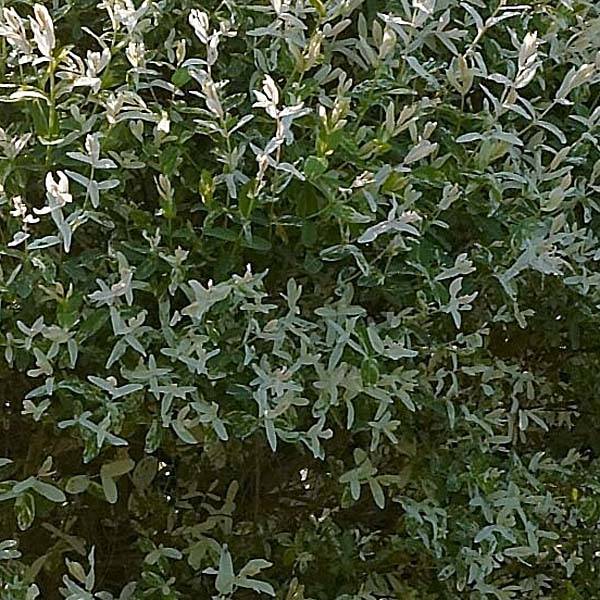 Promesse de Fleurs - Saule crevette - Salix integra Hakuro Nishiki Pot de 4L/5L, Tige, Tige de 80 cm - Image 1