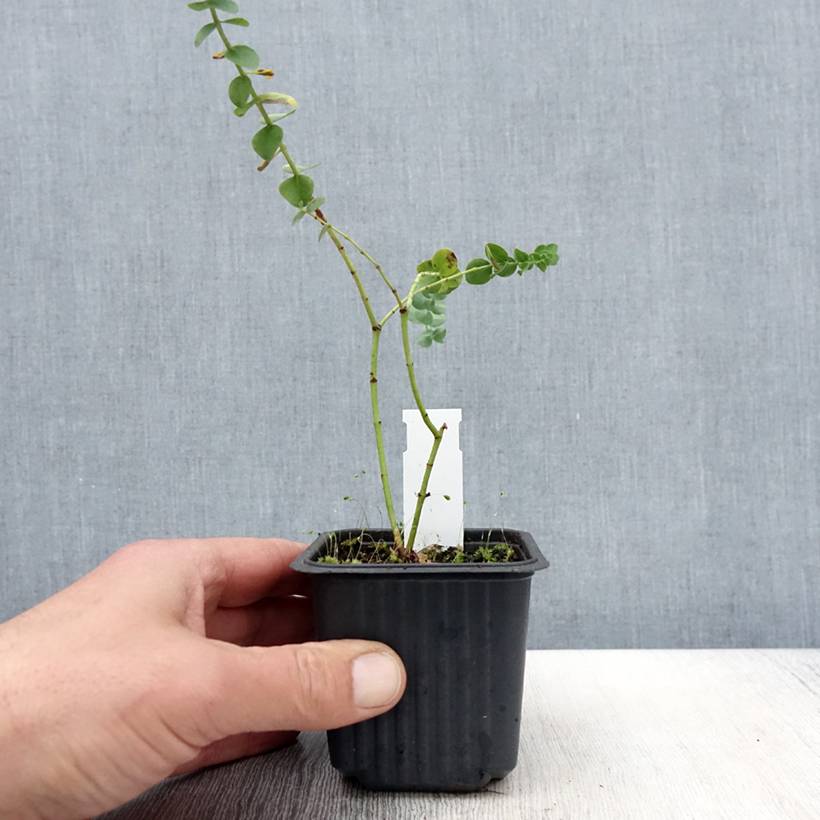 Promesse de Fleurs - Eucalyptus Baby Blue - Gommier argenté Godet de 8/9 cm - Image 1