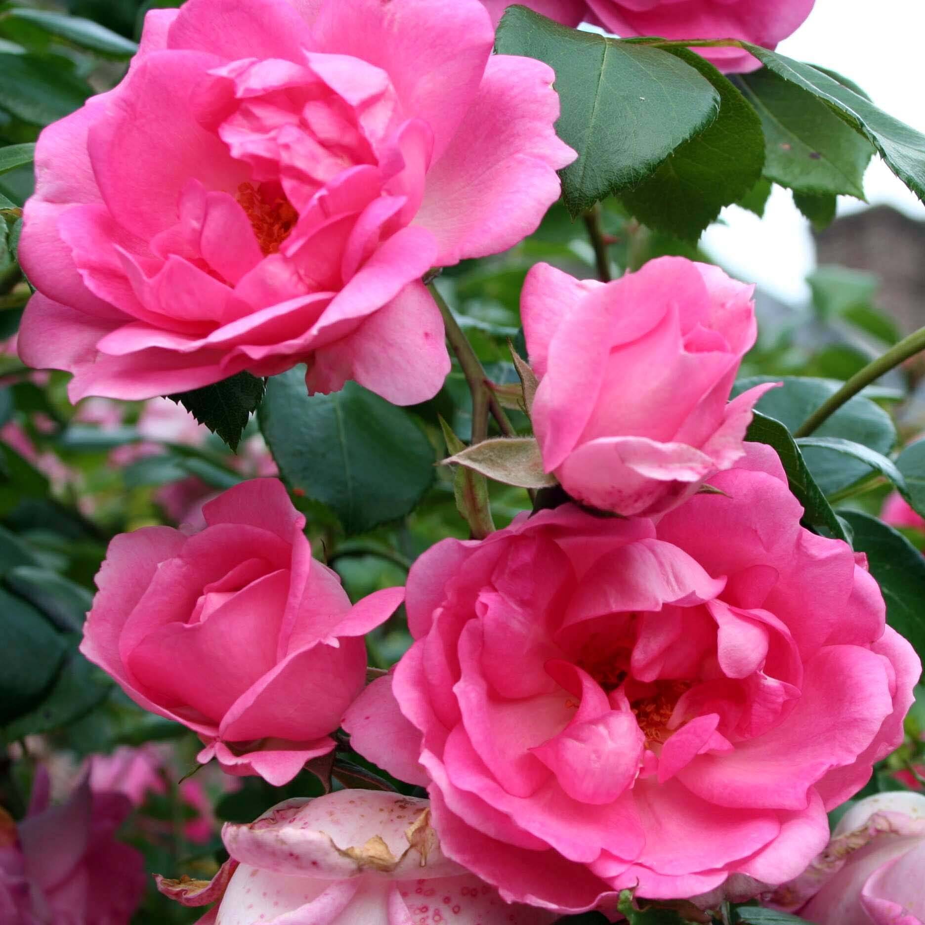 Rosier arbustif Centenaire de Lourdes  Pot de 4L/5L