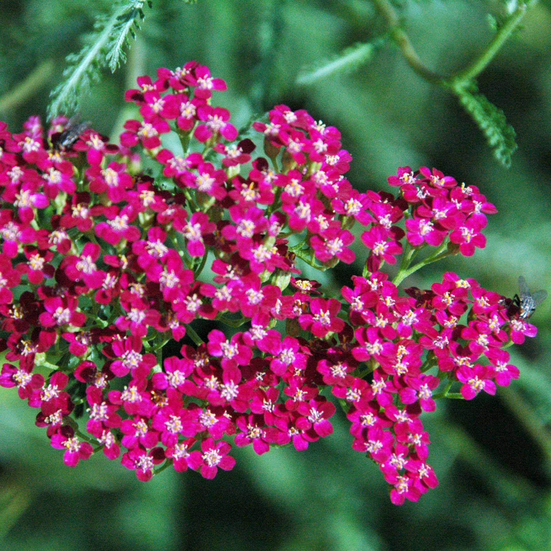 Achillée millefeuille Red Beauty Godet de 8/9 cm