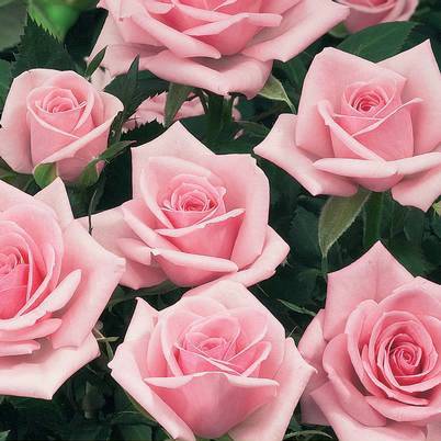Rosier à pétales comestibles Birthday Rose Bio Pot de 4L/5L