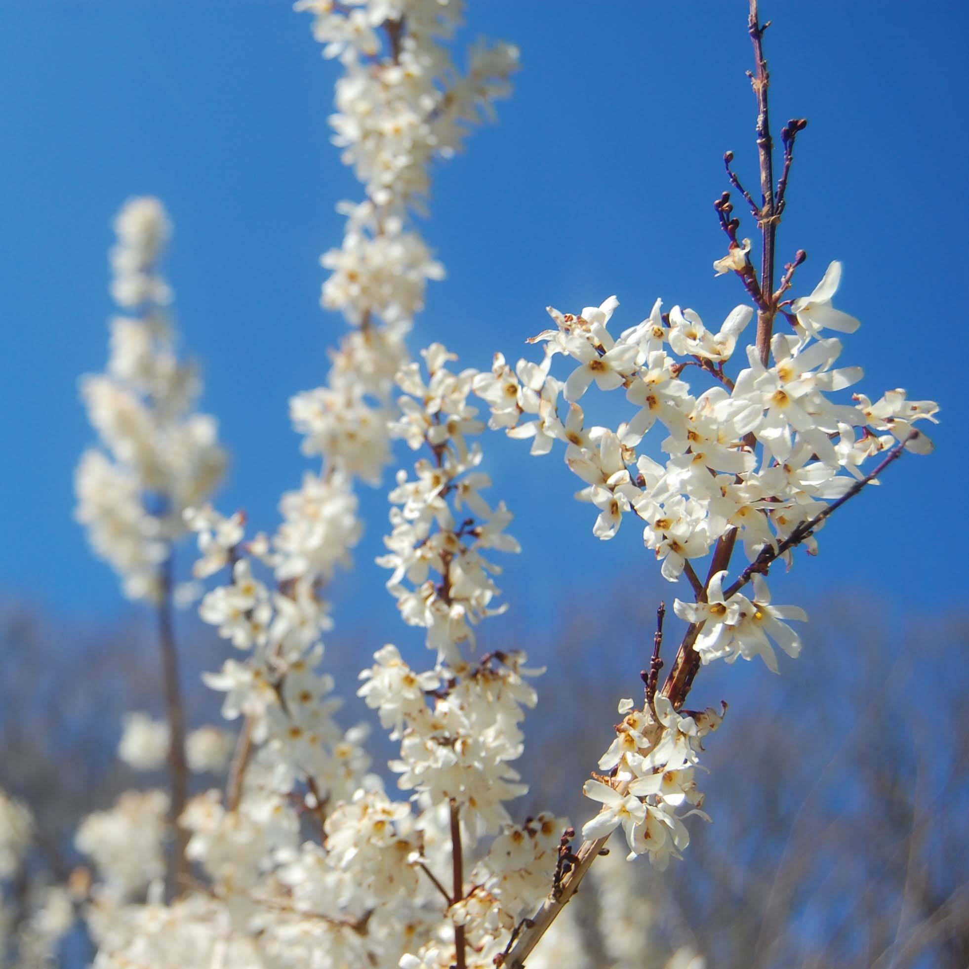 Promesse de Fleurs - Forsythia blanc de Corée, Abeliophyllum distichum Pot de 4L/5L