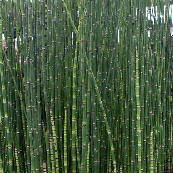 Promesse de Fleurs - Prêle d'hiver - Equisetum hyemale (japonicum) Godet de 8/9 cm
