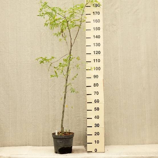 Promesse de Fleurs - Gleditsia triacanthos Skyline - Févier d'Amérique Pot de 7,5L/10L - Image 2