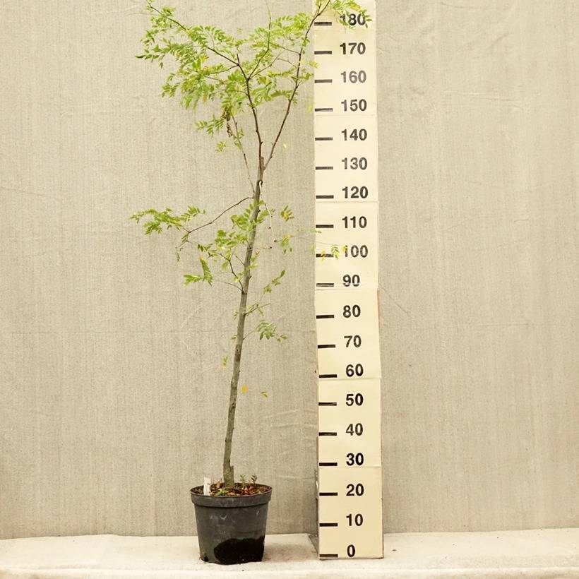 Promesse de Fleurs - Gleditsia triacanthos Skyline - Févier d'Amérique Pot de 7,5L/10L - Image 2