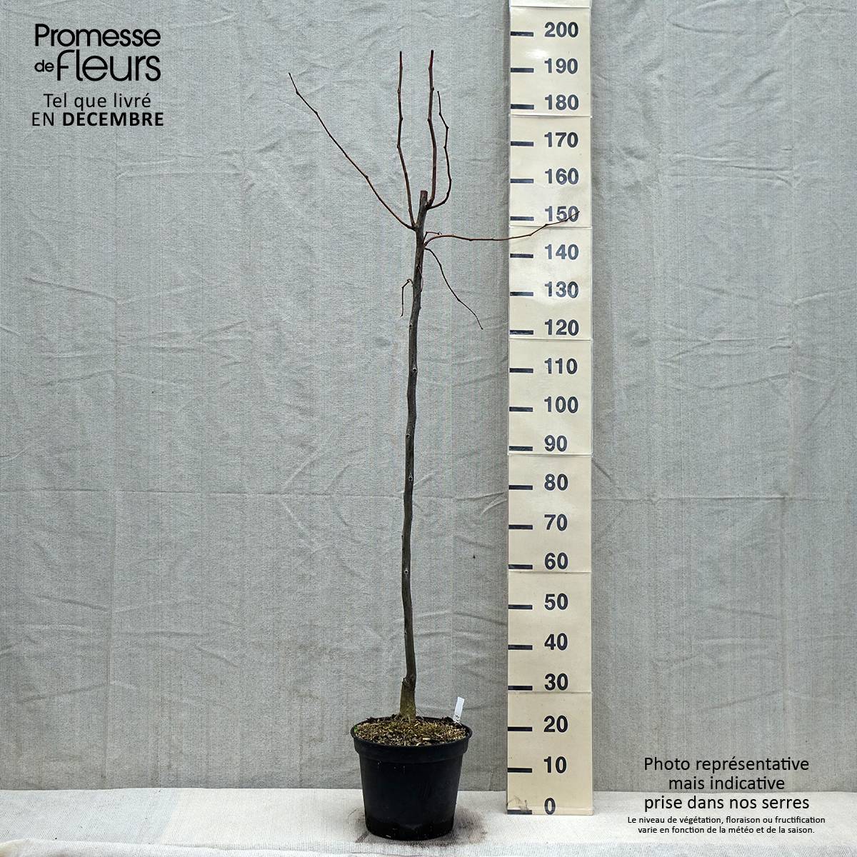 Promesse de Fleurs - Gleditsia triacanthos Skyline - Févier d'Amérique Pot de 7,5L/10L - Image 1