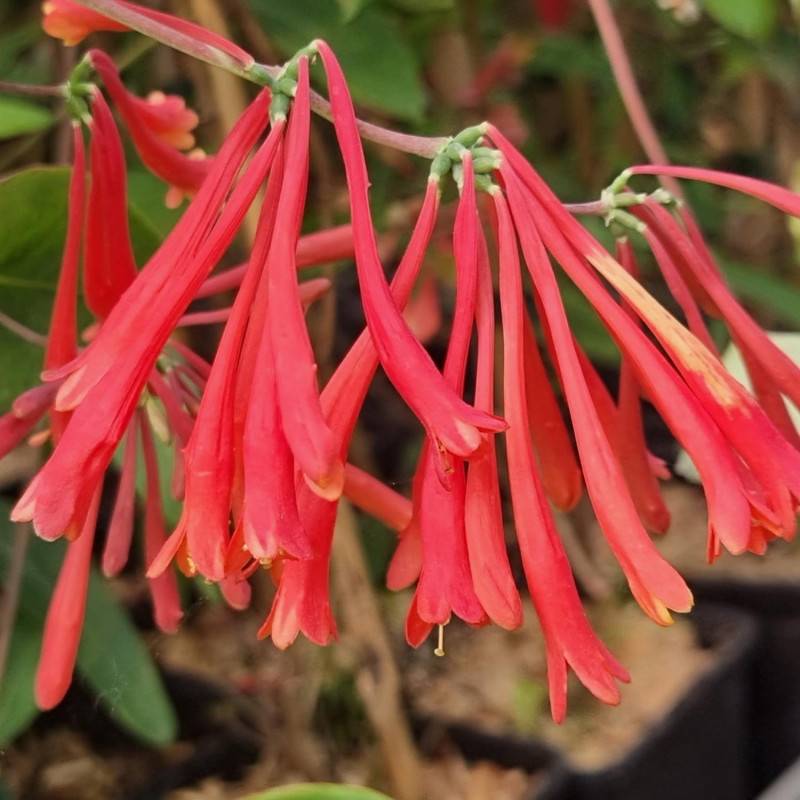 Chèvrefeuille Cedar Lane® à fleurs Rouge - feuillage Persistant - Godet - 5/20 cm-  hauteur à maturité De 3,00 m à 5,00 m - Imagen 4